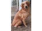 Adopt Bud a Golden Retriever / Mixed dog in Ocala, FL (38842101)