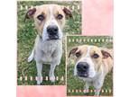 Adopt Tiana a Tan/Yellow/Fawn Hound (Unknown Type) / Mixed dog in Lancaster