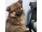 Pomeranian Puppy for sale in Ocala, FL, USA