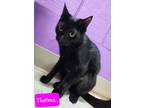 Adopt Thelma a Domestic Shorthair / Mixed (short coat) cat in Jim Thorpe