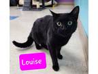 Adopt Louise a Domestic Shorthair / Mixed (short coat) cat in Jim Thorpe