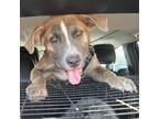 Adopt Einstein a Brindle Mastiff / Mixed dog in Maricopa, AZ (39025783)