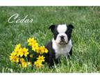 Boston Terrier Puppy for sale in Ripley, WV, USA