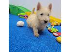 Wheaten Scottie boy