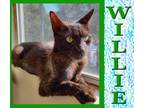 Adopt Willie a Domestic Shorthair / Mixed (short coat) cat in Mena