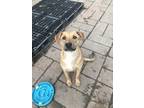 Adopt Fresa a Tan/Yellow/Fawn American Pit Bull Terrier / German Shepherd Dog /