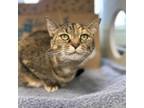Adopt Binx a Tortoiseshell Domestic Shorthair / Mixed cat in West Olive