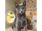 Adopt Meadow (Chow Hound Grand Haven) a Gray or Blue Domestic Shorthair / Mixed