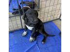 Adopt Half Stack a Black Retriever (Unknown Type) / Pembroke Welsh Corgi / Mixed