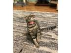 Adopt Lil Bub a Tan or Fawn Tabby Domestic Shorthair (short coat) cat in Mesa