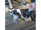 German Shorthaired Pointer Puppy for sale in Rutherfordton, NC, USA