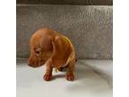 Dachshund Puppy for sale in The Woodlands, TX, USA