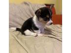 Pembroke Welsh Corgi Puppy for sale in Middletown, OH, USA