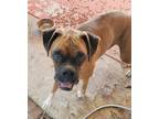 Adopt Skipper a Brindle Boxer / Mixed dog in Austin, TX (39026135)