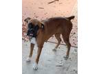 Adopt Molly III a Tan/Yellow/Fawn Boxer / Mixed dog in Austin, TX (39026134)