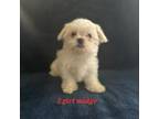 Maltese Puppy for sale in Waco, TX, USA
