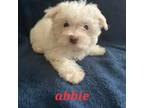 Maltese Puppy for sale in Waco, TX, USA