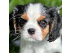 Cavalier King Charles Spaniel Puppy for sale in East Bridgewater, MA, USA