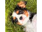 Cavalier King Charles Spaniel Puppy for sale in East Bridgewater, MA, USA