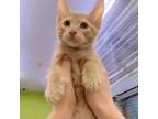 Adopt Spooky Cute a Orange or Red Domestic Shorthair / Mixed cat in Austin