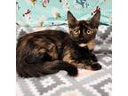 Adopt Kentucky Brown a Tortoiseshell Domestic Shorthair / Mixed cat in Austin