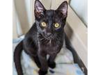 Adopt Log a All Black Domestic Shorthair / Mixed cat in Austin, TX (38920223)