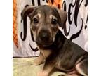 Adopt Fudgesicle a Brown/Chocolate German Shepherd Dog / Schnauzer (Standard) /