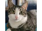 Adopt Bajie a Gray or Blue Domestic Shorthair / Mixed cat in West Des Moines