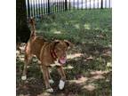 Adopt Florence a Brown/Chocolate Labrador Retriever / Mixed dog in Staten