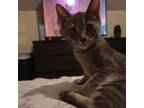 Adopt Disco a Gray or Blue Domestic Shorthair / Mixed cat in St Paul