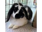 Adopt Charlotte a Lop, Holland / Mixed rabbit in Napa, CA (39013491)