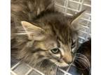 Adopt Finn a Domestic Longhair / Mixed cat in Spokane Valley, WA (38926694)