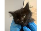 Adopt Harley a Domestic Mediumhair / Mixed cat in Spokane Valley, WA (38926693)