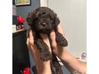 Poodle (Toy) Puppy for sale in Jersey City, NJ, USA
