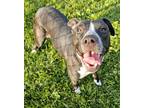 Adopt Shiloh a Mixed Breed (Large) / Mixed dog in Spokane Valley, WA (38983379)