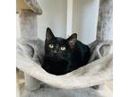 Adopt Rosy a All Black Domestic Shorthair / Mixed cat in Jupiter, FL (39013762)