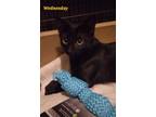 Adopt Wednesday!! a All Black Burmese (short coat) cat in Los Angeles