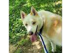 Adopt Paisley a Tan/Yellow/Fawn Siberian Husky / Mixed dog in Waynesboro