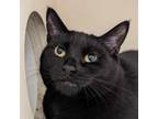 Adopt Grace(Black Beauty) a All Black Domestic Shorthair / Mixed cat in