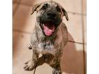 Adopt Streetcar Litter - Porsche a Brindle Mastiff dog in Vail, AZ (38918138)