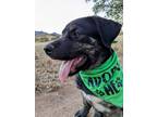 Adopt Streetcar Litter - Lexus a Brindle Mastiff dog in Vail, AZ (38918125)