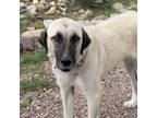 Adopt Helga a Anatolian Shepherd / Mixed dog in Vail, AZ (38860590)