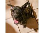 Adopt Streetcar Litter - Bently a Brindle Mastiff dog in Vail, AZ (38918128)