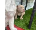 Mutt Puppy for sale in Miami Gardens, FL, USA