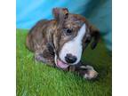 Adopt Callie a Brindle Mixed Breed (Medium) / Mixed dog in Vail, AZ (38810838)