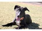 Adopt Cloud a Black Mixed Breed (Medium) / Mixed dog in Vail, AZ (38810839)
