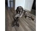 Adopt Kai a Great Dane / Mixed dog in Vail, AZ (38868762)