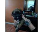 American Pit Bull Terrier Puppy for sale in Killen, AL, USA