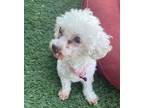 Adopt Vicky a White Poodle (Miniature) / Mixed dog in Creston, CA (38861913)
