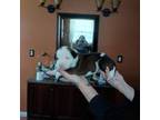 American Pit Bull Terrier Puppy for sale in Killen, AL, USA